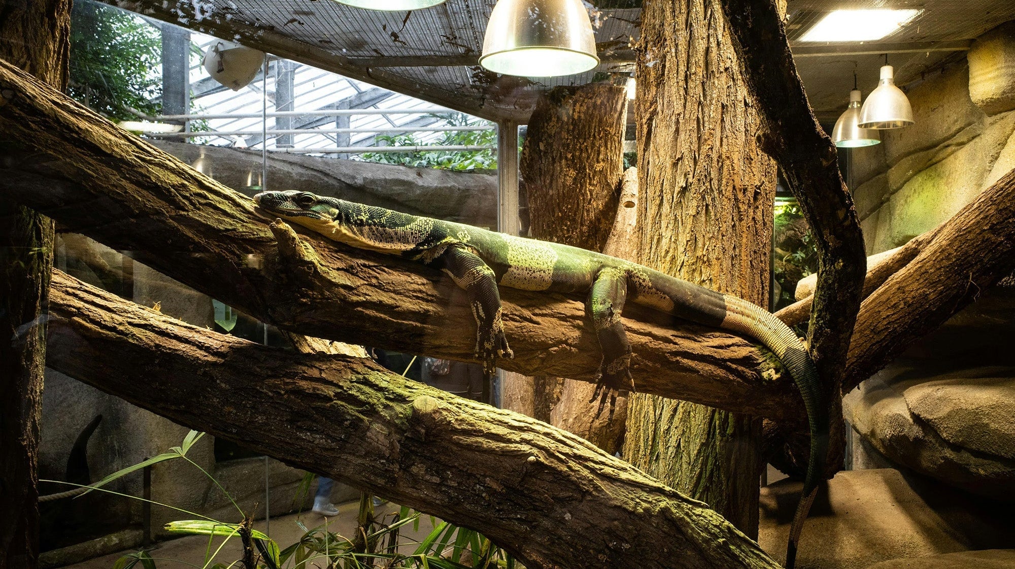 Why measuring air AND surface temperature is important for exotic pets