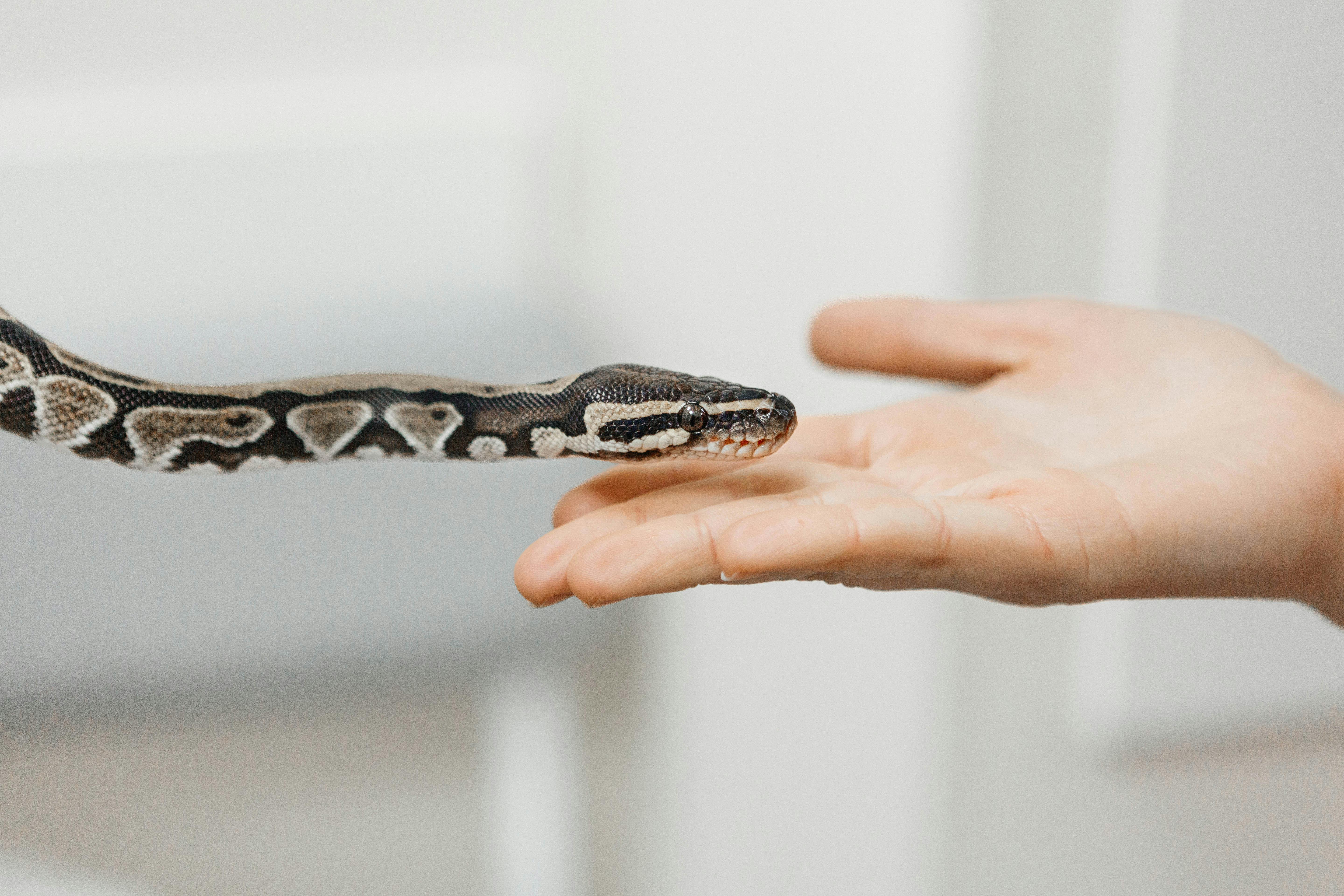 Pet enrichment – not just for our furry friends