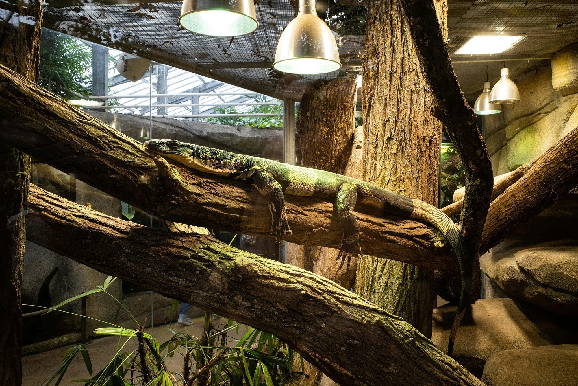 Why measuring air AND surface temperature is important for exotic pets