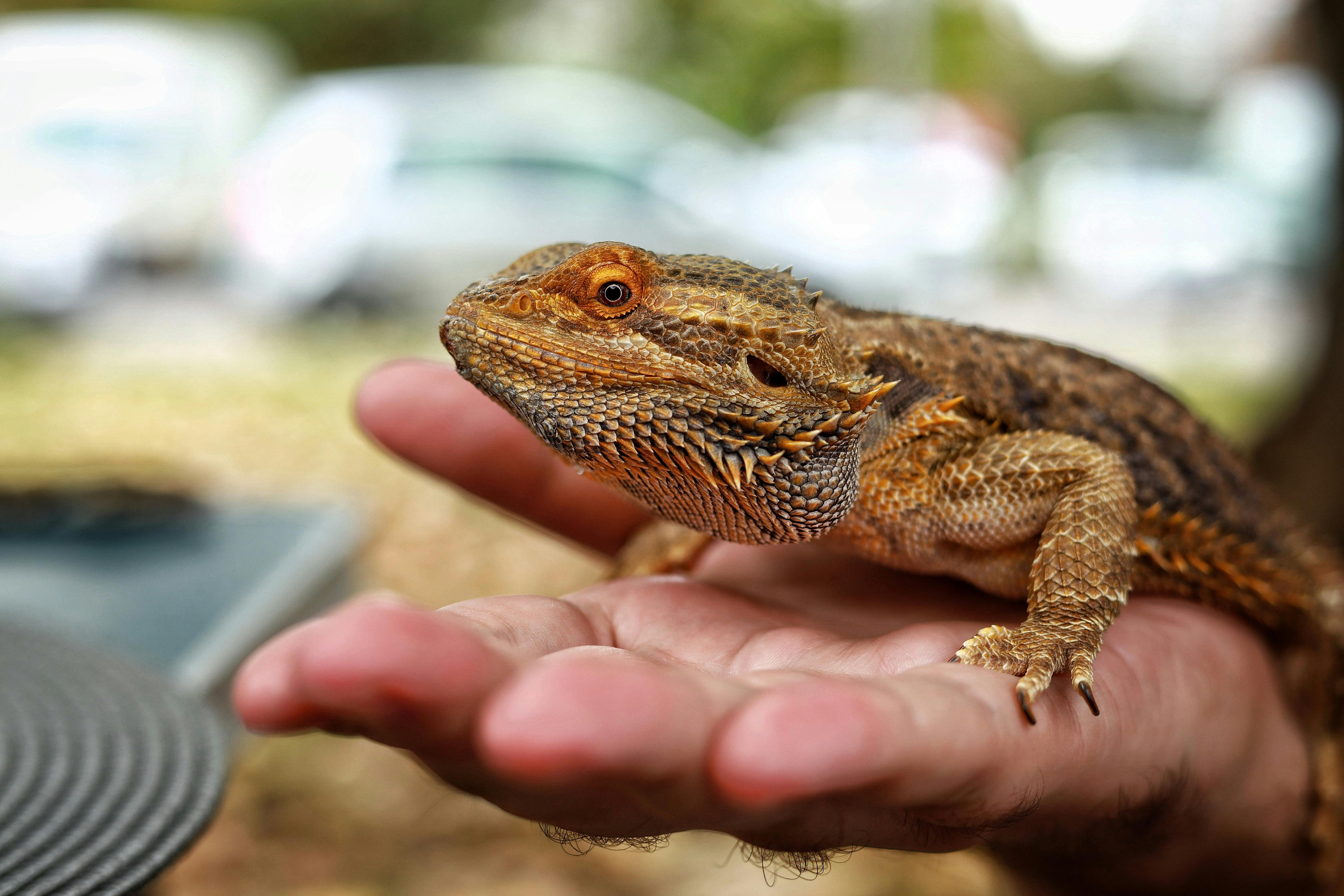 Best Pet Herbivore Reptile Pets Reptile Pets Online Reptiles Pet
